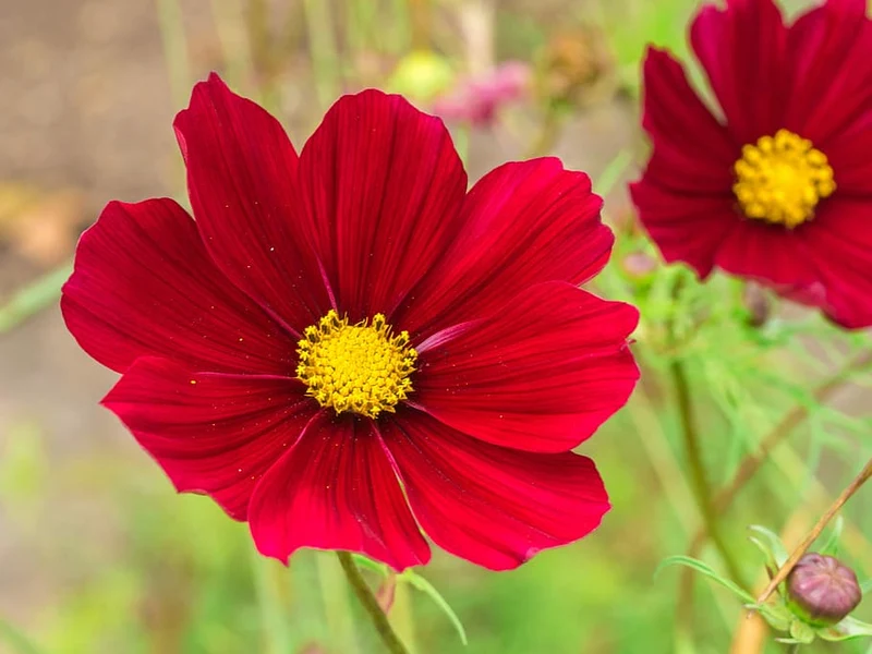 Deep Red Cosmos Flower Seeds, Bold & Striking Blooms for Your Garden