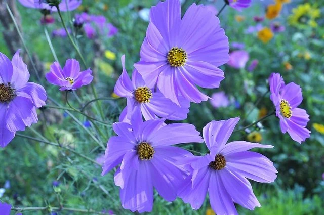 Lavender Cosmos Flower Seeds ,Delicate & Graceful Blooms for Your Garden