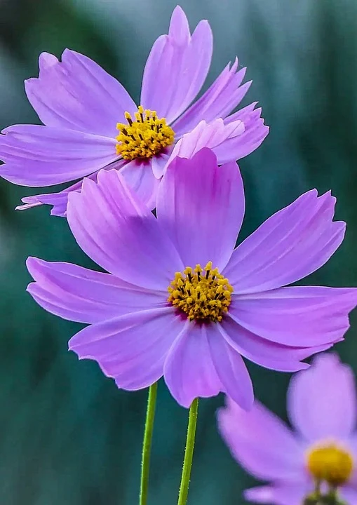Lavender Cosmos Flower Seeds ,Delicate & Graceful Blooms for Your Garden
