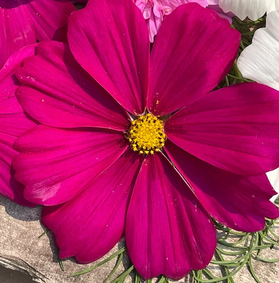 Magenta Cosmos Flower Seeds ,Bold & Striking Blooms for Your Garden