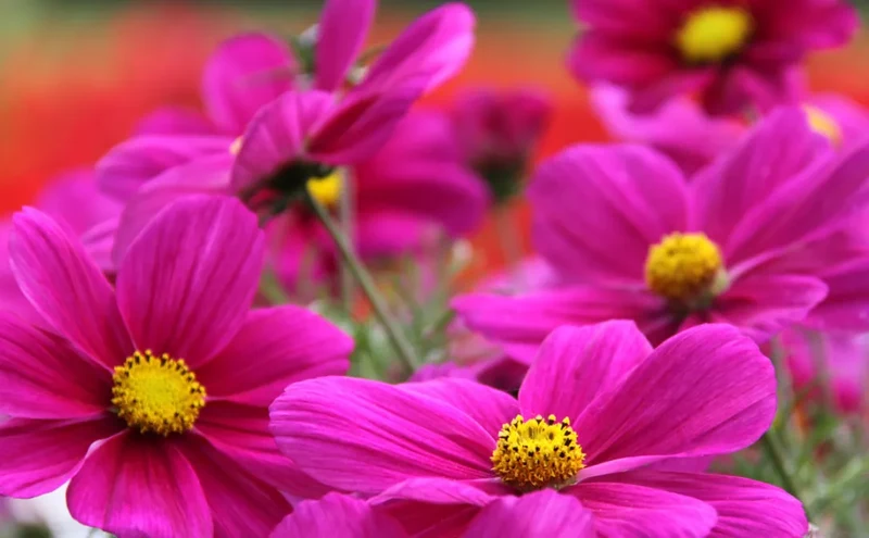 Bright Pink Cosmos Flower Seeds , Vibrant & Eye-Catching Garden Blooms