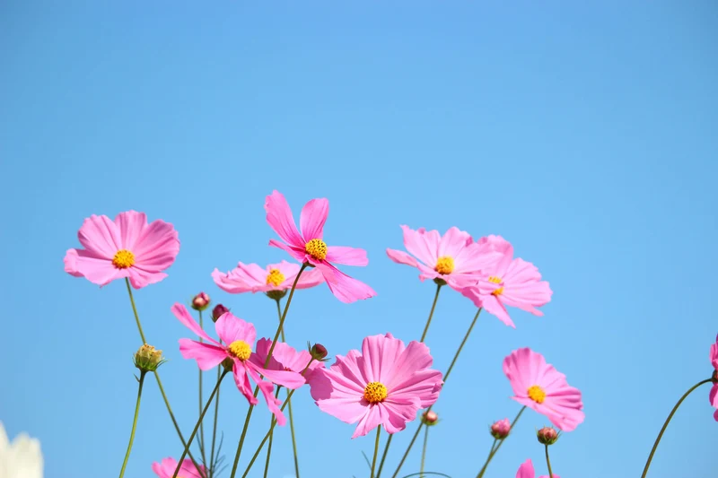 Soft Pink Cosmos Flower Seeds , Delicate & Charming Garden Blooms