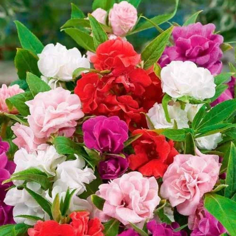Mixed Camellia Seeds, Cultivate a Stunning Variety of Elegant Blooms