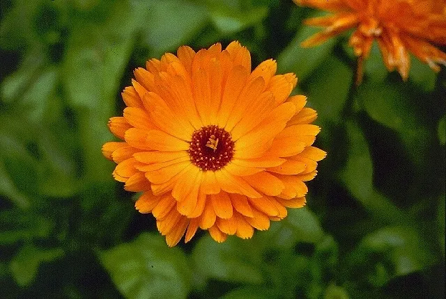 Bicolor Orange & Yellow Calendula Flower Seeds ,Stunning Blooms, Non-GMO