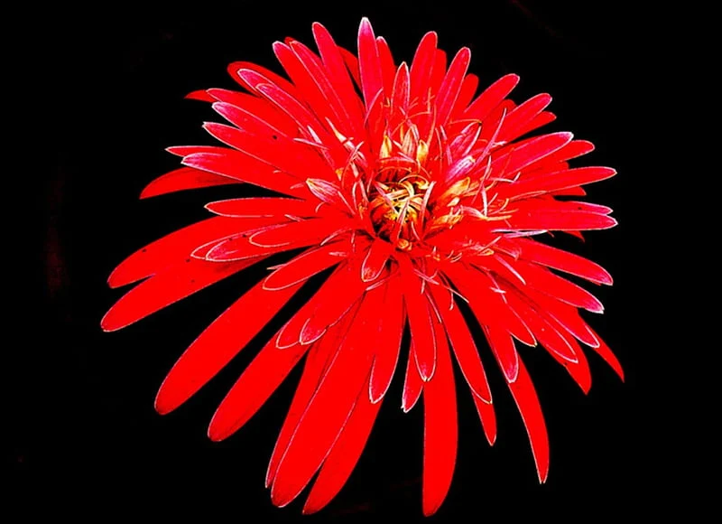 Rusty Red Calendula Flower Seeds, Bold & Vibrant Blooms, Non-GMO