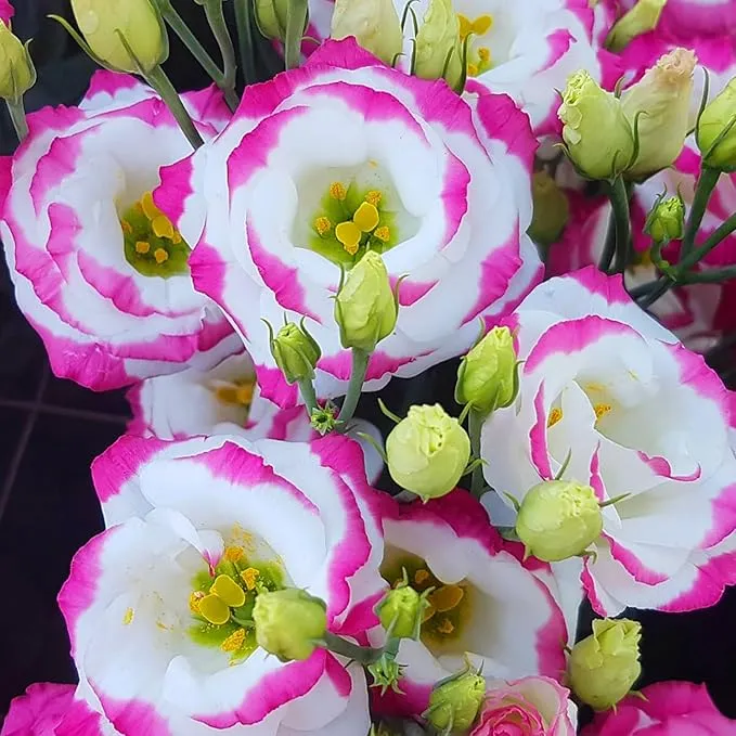 Pink and White Lisianthus Seeds for Planting – Eustoma Grandiflorum Blooms for Elegant Garden Borders, Pots & Floral Arrangements