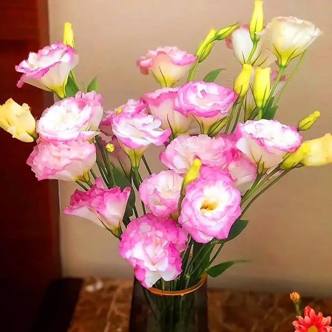 Pink and White Lisianthus Seeds for Planting – Eustoma Grandiflorum Blooms for Elegant Garden Borders, Pots & Floral Arrangements