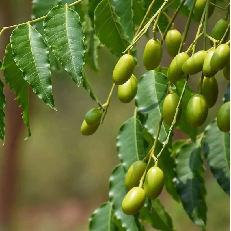 Neem Seeds (Azadirachta Indica) Seeds – Grow a Versatile, Beneficial, and Hardy Tree for Home and Garden