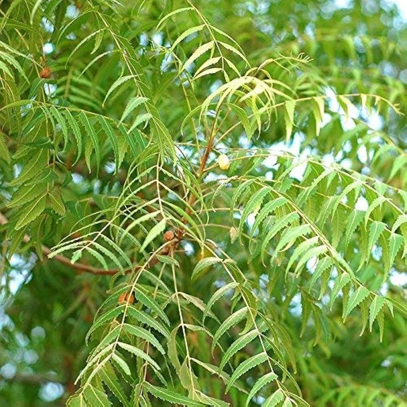 Neem Seeds (Azadirachta Indica) Seeds – Grow a Versatile, Beneficial, and Hardy Tree for Home and Garden