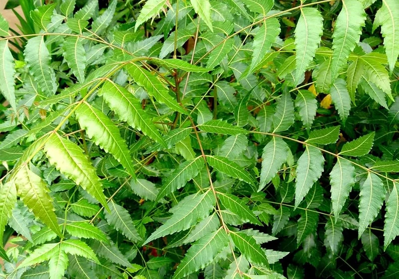 Neem Seeds (Azadirachta Indica) Seeds – Grow a Versatile, Beneficial, and Hardy Tree for Home and Garden