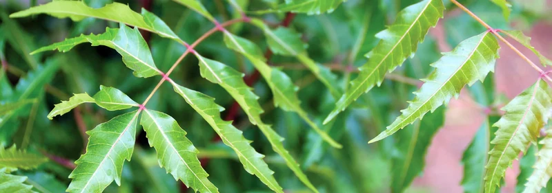 Neem Seeds (Azadirachta Indica) Seeds – Grow a Versatile, Beneficial, and Hardy Tree for Home and Garden