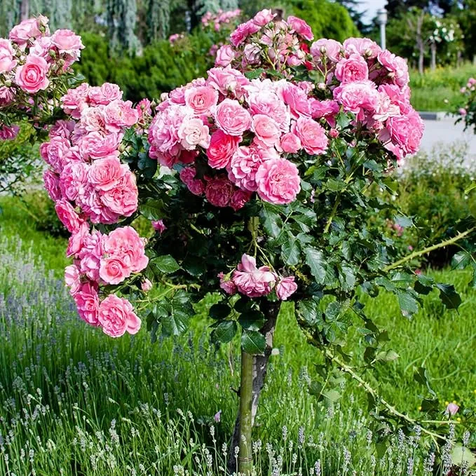 Pink Lisianthus Seeds – Premium Eustoma Grandiflorum for Garden Planting