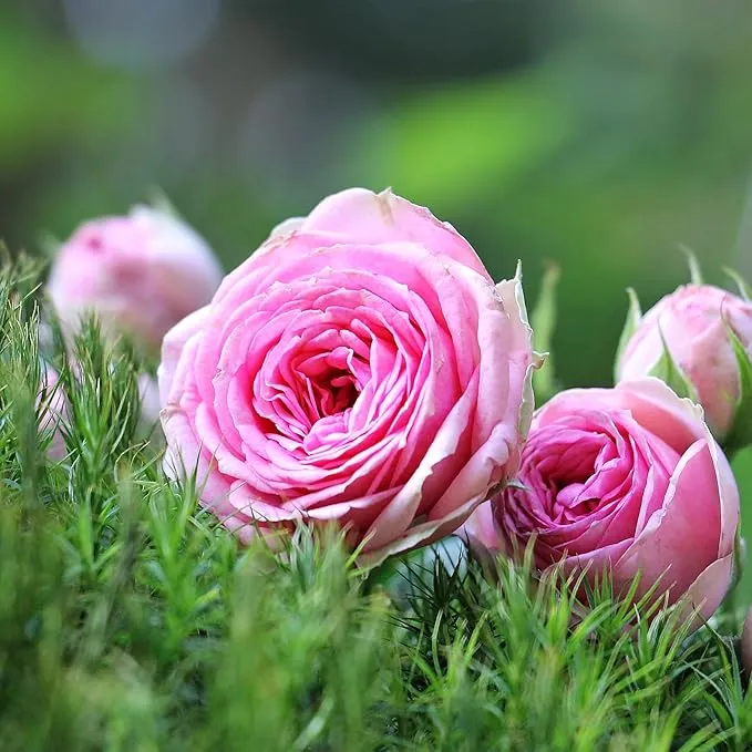 Pink Lisianthus Seeds – Premium Eustoma Grandiflorum for Garden Planting