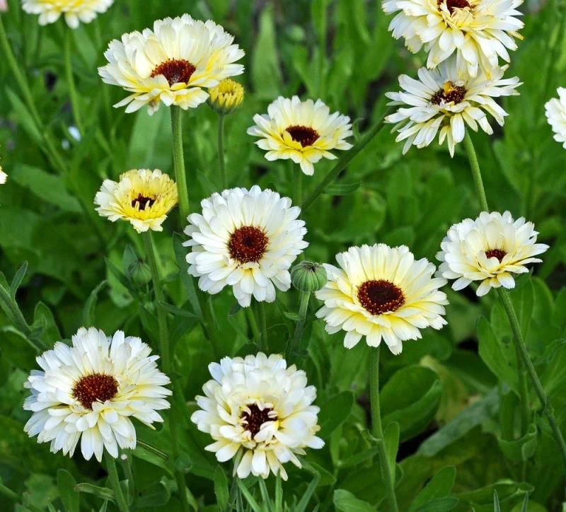 Creamy White Calendula Flower Seeds , Elegant Blooms, Non-GMO