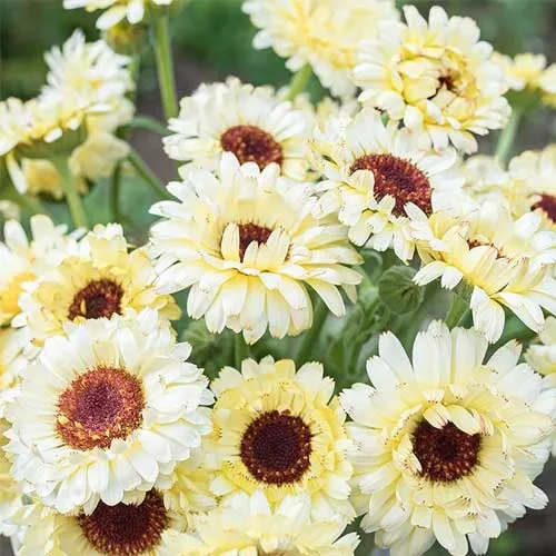 Creamy White Calendula Flower Seeds , Elegant Blooms, Non-GMO