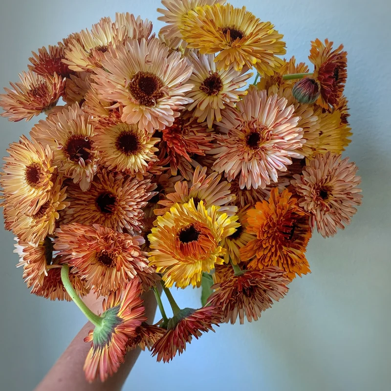Copper Bronze Calendula Flower Seeds, Unique Blooms, Non-GMO
