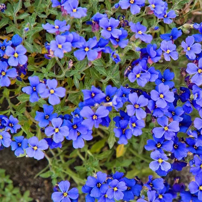 Blue Rock Cress Seeds – Perennial Ground Cover for Garden Borders