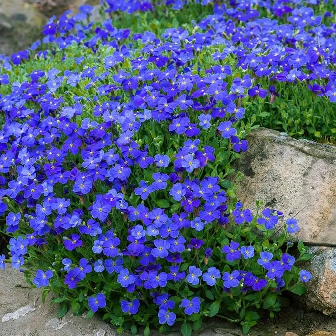 Blue Rock Cress Seeds – Perennial Ground Cover for Garden Borders