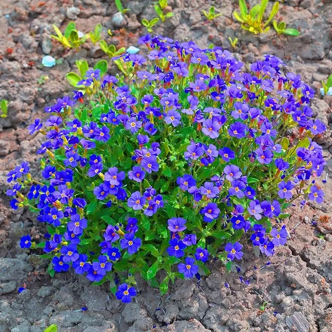 Blue Rock Cress Seeds – Perennial Ground Cover for Garden Borders