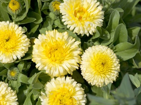 Lemon Yellow Calendula Flower Seeds ,Bright & Cheerful, Non-GMO