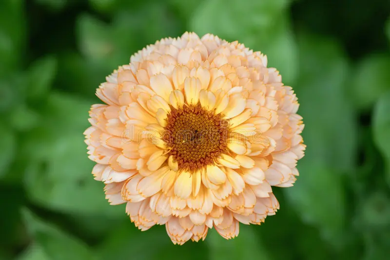 Soft Peach Calendula Flower Seeds,Delicate Blooms, Non-GMO