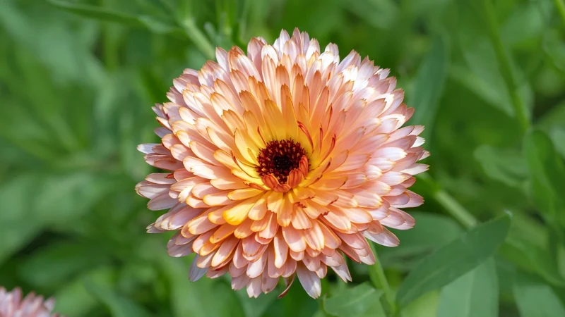 Deep Apricot Calendula Flower Seeds , Rich Color, Non-GMO Blooms