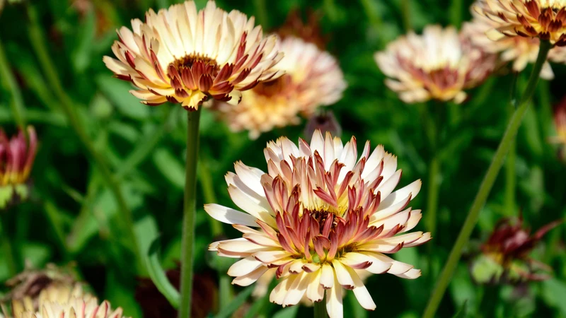Deep Apricot Calendula Flower Seeds , Rich Color, Non-GMO Blooms