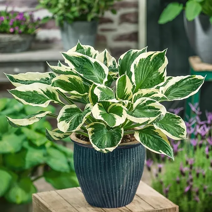 Patriot Hosta Seeds – Perennial Shade-Loving Foliage Plant for Borders & Landscaping
