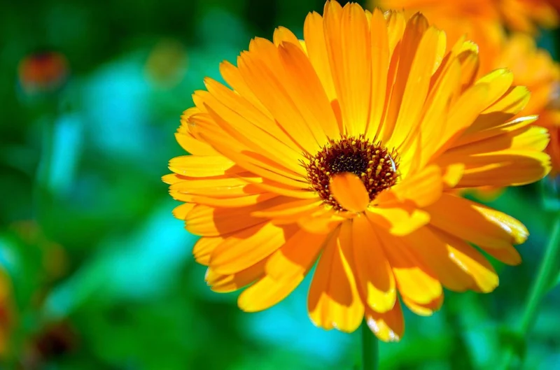 Golden Yellow Calendula Flower Seeds , Radiant Blooms, Non-GMO