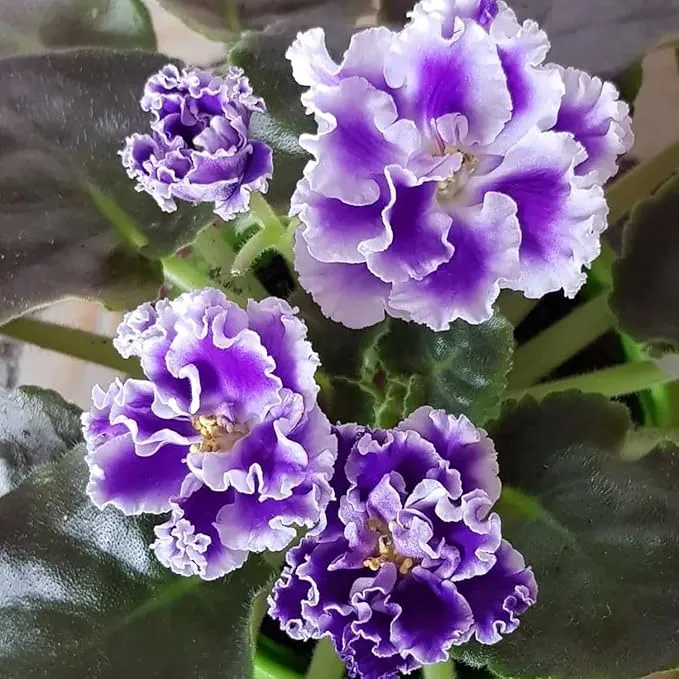 African Violet Purple Flower Seeds for Planting – Saintpaulia Flowering Houseplant for Indoor Pots, Window Sills, Containers & Home Gardening