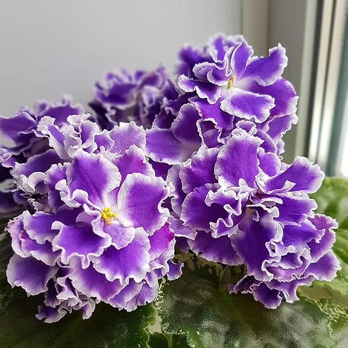 African Violet Purple Flower Seeds for Planting – Saintpaulia Flowering Houseplant for Indoor Pots, Window Sills, Containers & Home Gardening