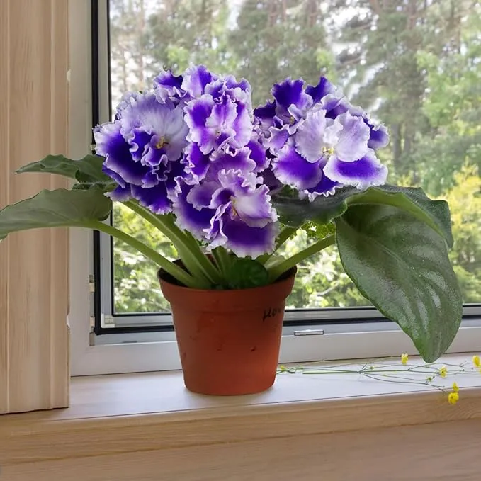 African Violet Purple Flower Seeds for Planting – Saintpaulia Flowering Houseplant for Indoor Pots, Window Sills, Containers & Home Gardening