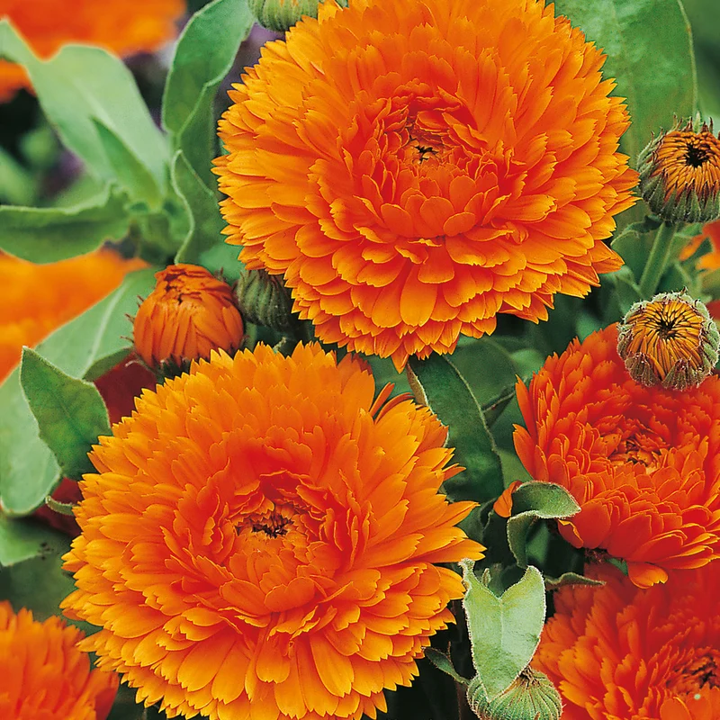 Bright Orange Calendula Flower Seeds ,Vibrant Blooms, Non-GMO