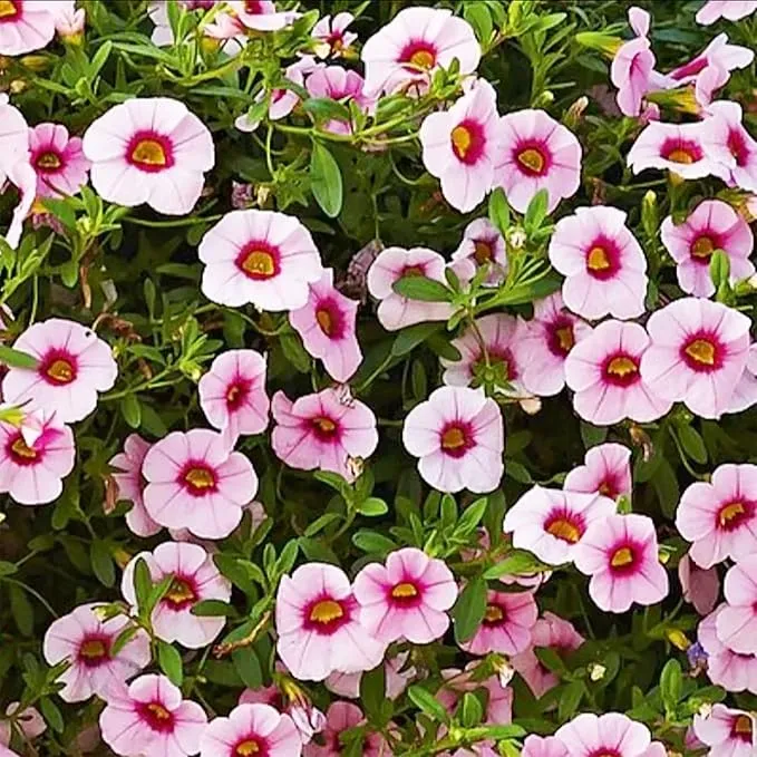 Mixed Calibrachoa Seeds, Vibrant Blooms for Stunning Garden Displays