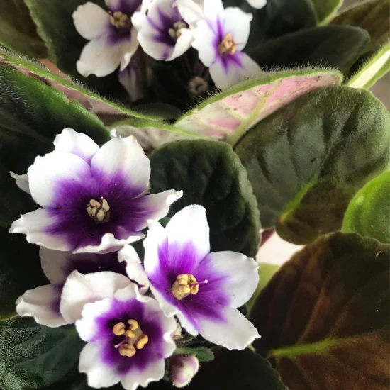 African Violet Flower Seeds For Planting
