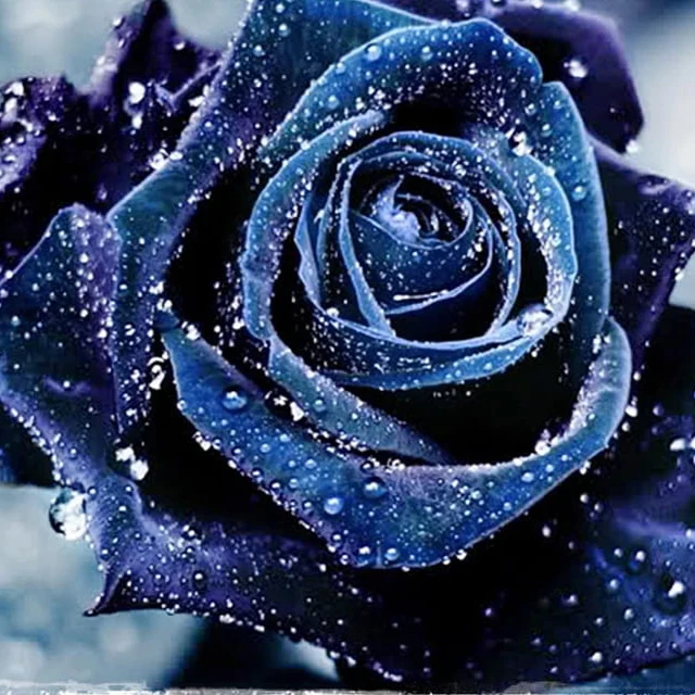Purple Blue Rose Seeds For Planting