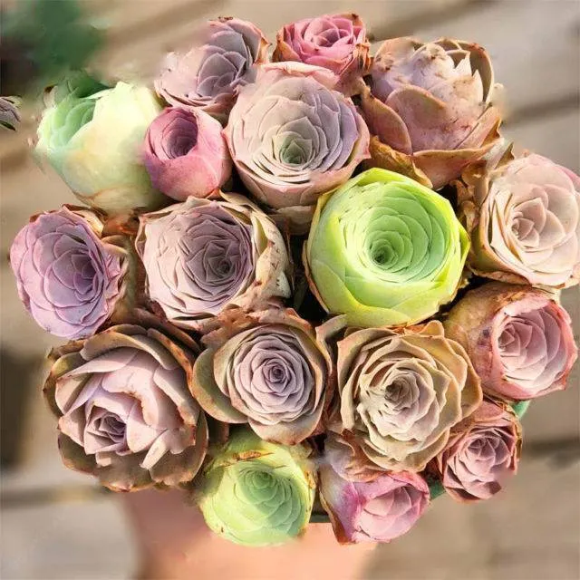 Greenovia Flower Seeds, Mixed Colors