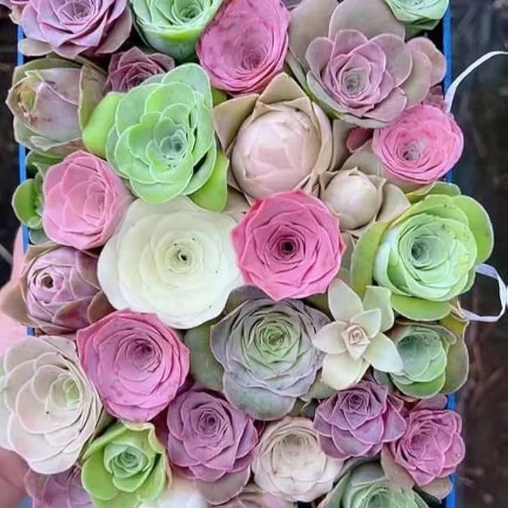 Greenovia Flower Seeds, Mixed Colors