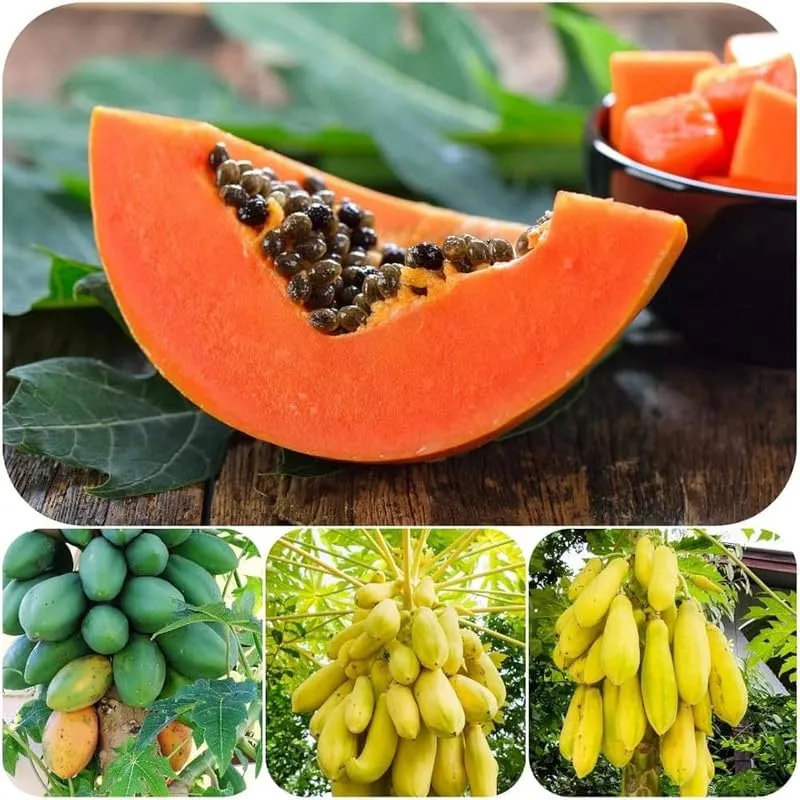 Papaya Mixed Fruit Seeds For Planting
