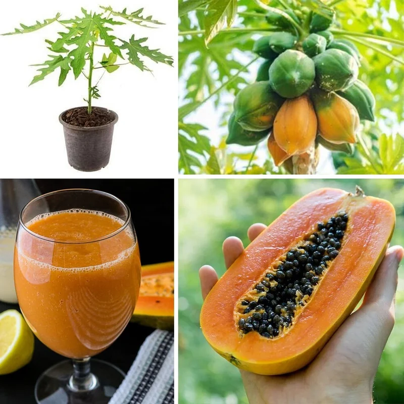 Papaya Mixed Fruit Seeds For Planting