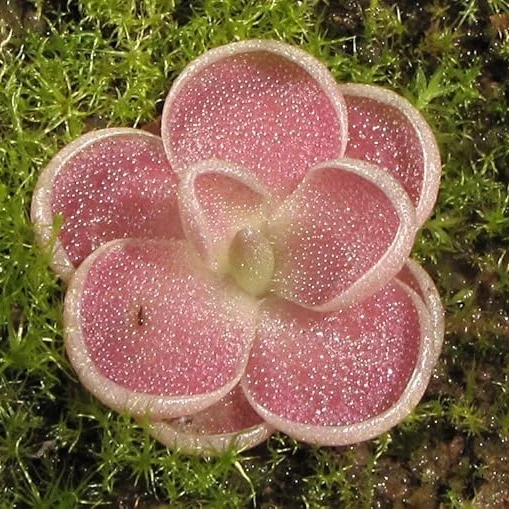 Butterwort (Carnivorous) Plant Seeds