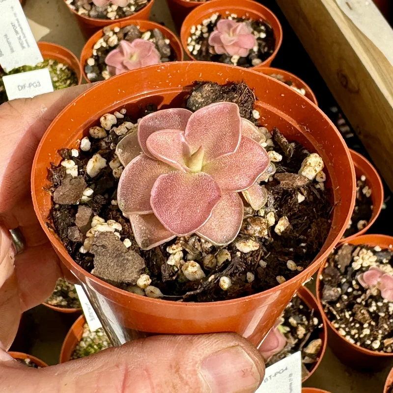 Butterwort (Carnivorous) Plant Seeds