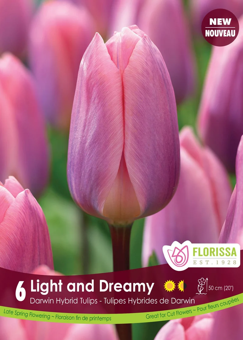 Tulipe Light and Dreamy ( Tulipa )