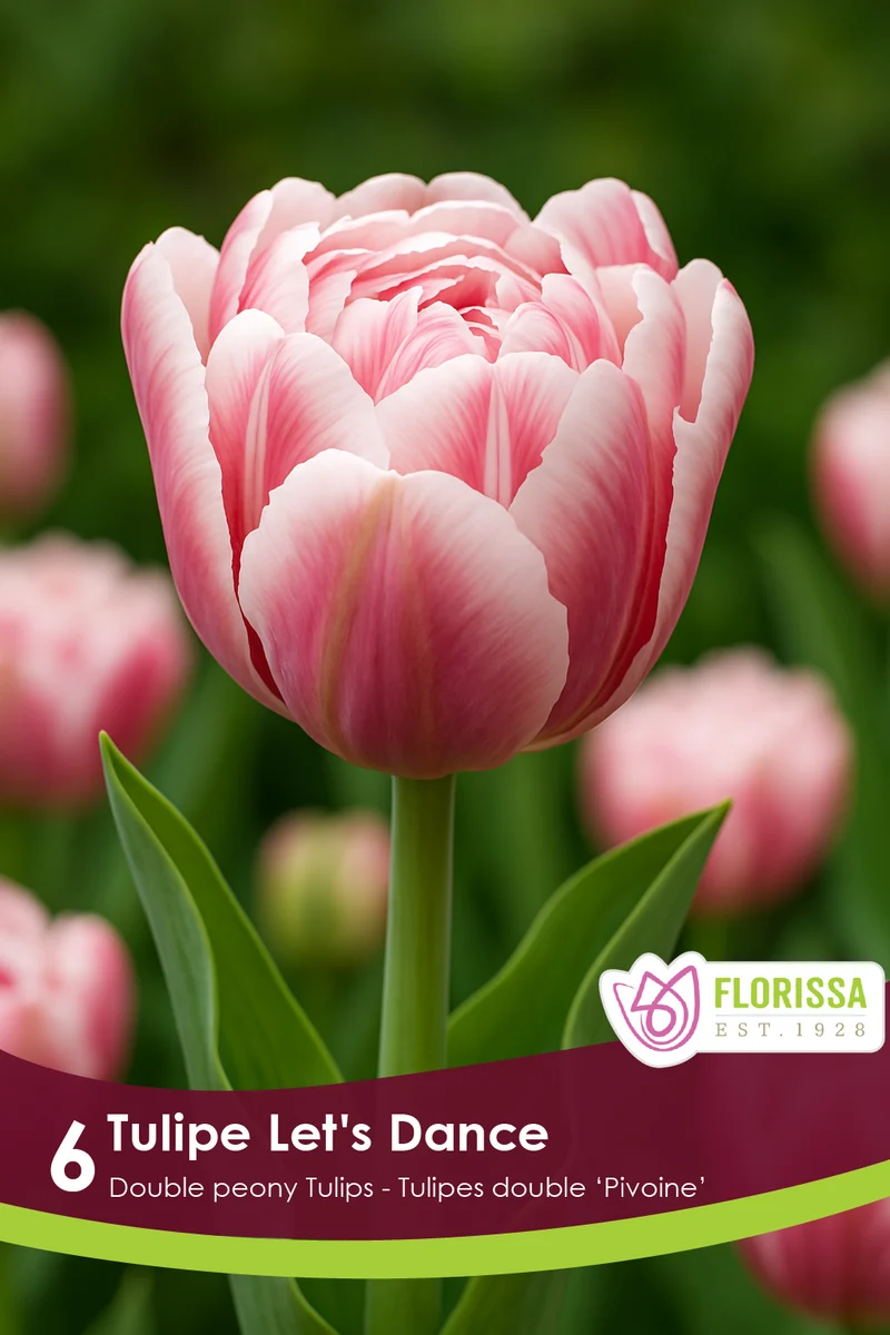 Tulipe Let's Dance ( Tulipa )