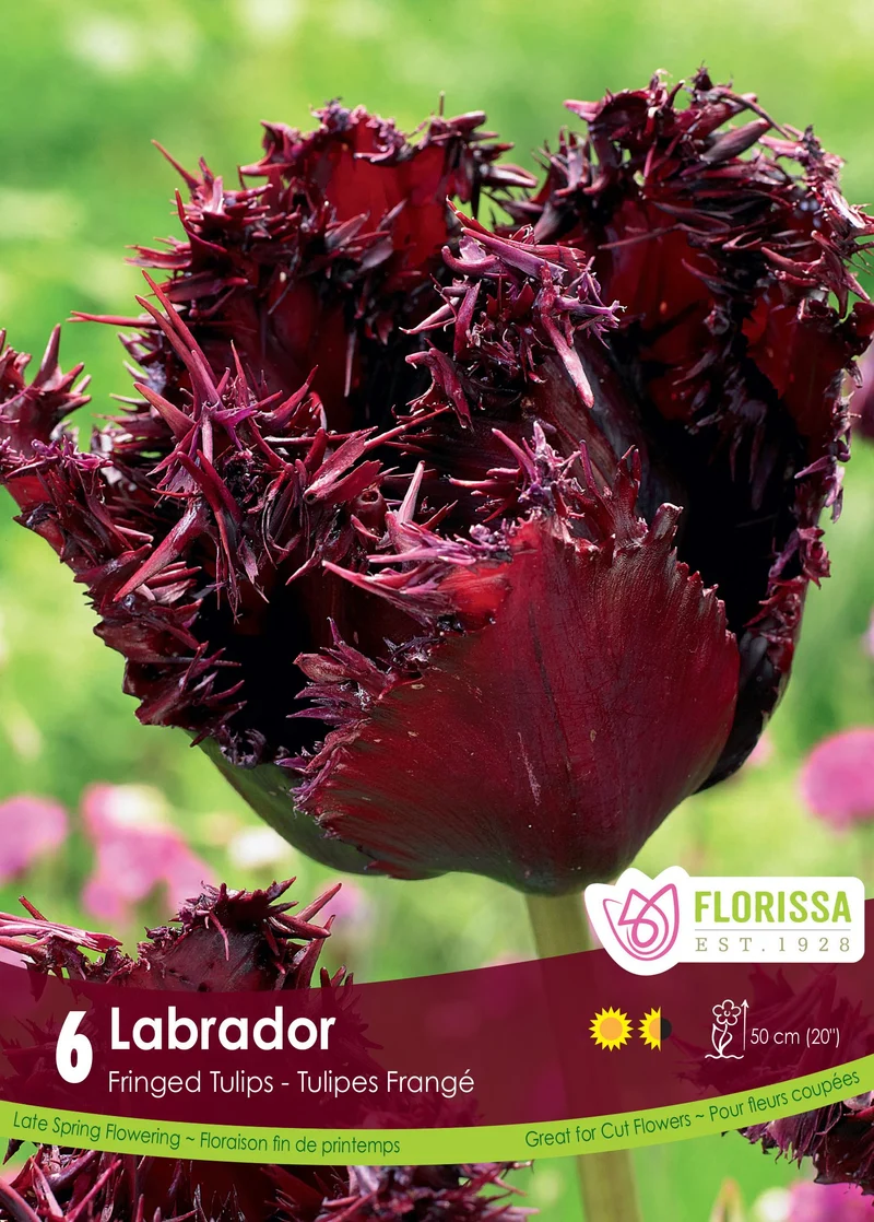 Tulipe Labrador ( Tulipa )