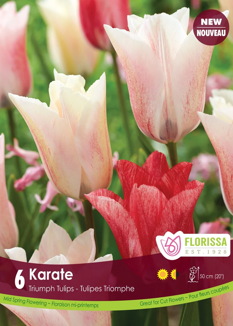Tulipe Karate ( Tulipa )