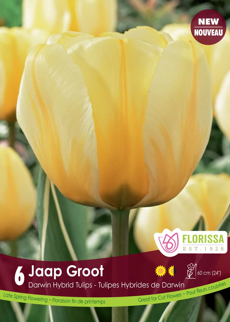 Tulipe Jaap Groot ( Tulipa )
