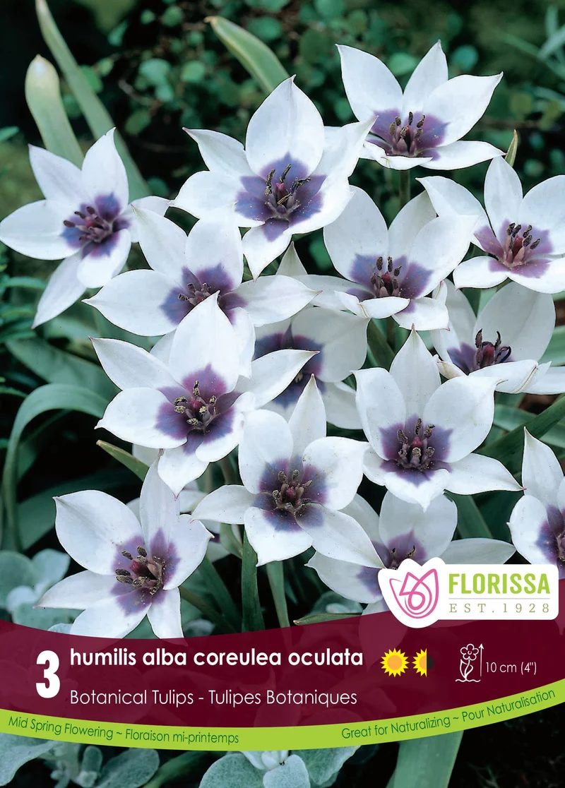 Tulipe humilis alba coreulea oculata ( Tulipa )