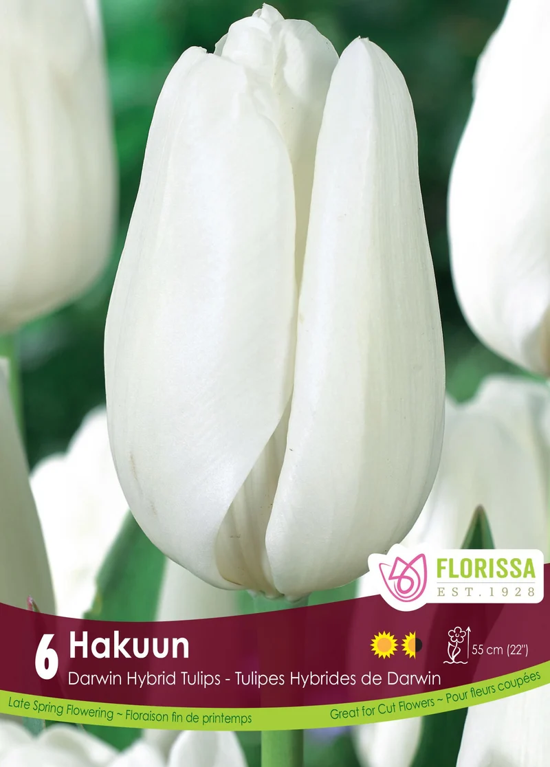 Tulipe Hakuun ( Tulipa )