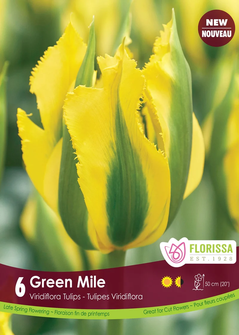 Tulipe Green Mile ( Tulipa )